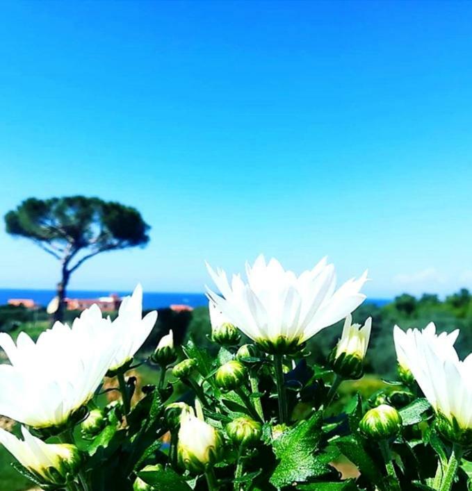 B&B Il Sogno Santa Maria di Castellabate Exterior photo